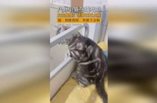 吃瓜少女猫娱乐,揭秘娱乐圈幕后故事