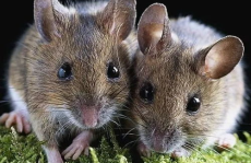 穷人养鼠大法娱乐吃瓜